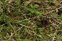 Dolomedes_plantarius_D5148_Z_89_Canal du Nivernais_Frankrijk